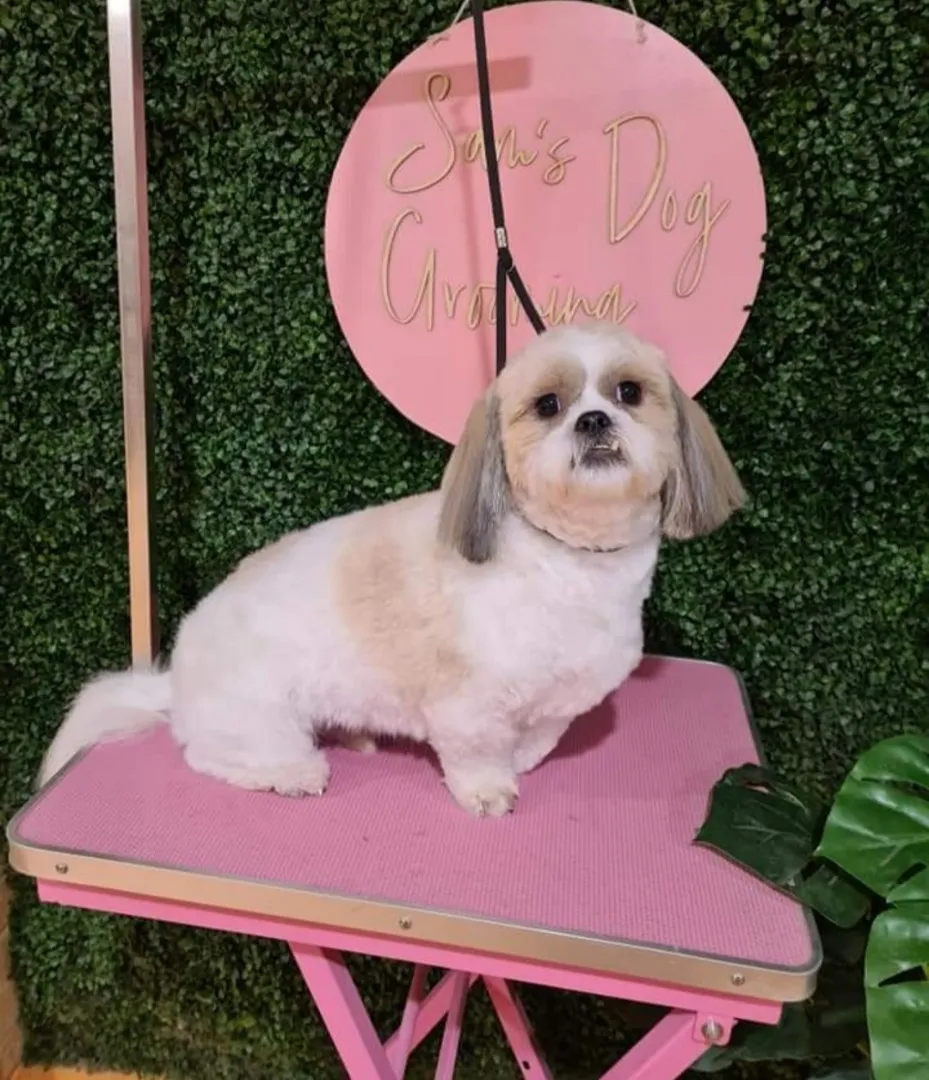 White Shih Tzu with a teddy bear cut on a pink grooming table