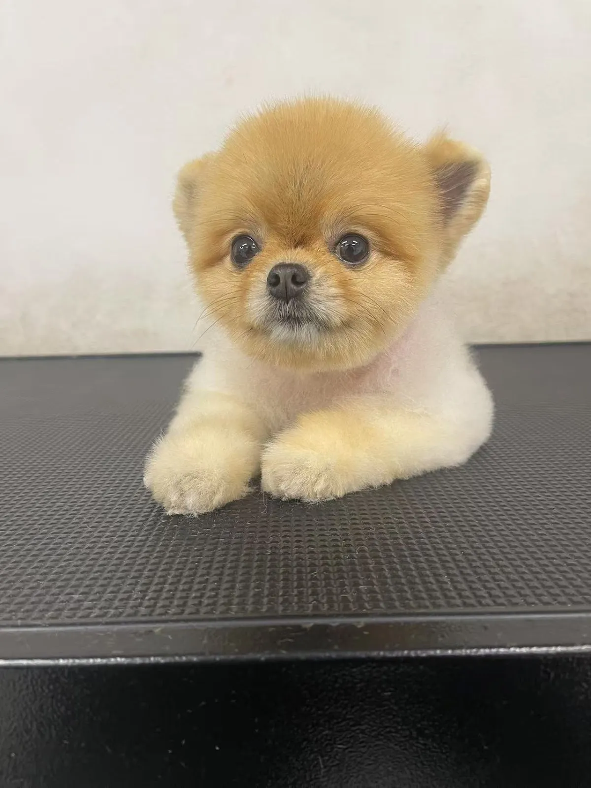 Pomeranian puppy with a fresh puppy cut on the grooming table