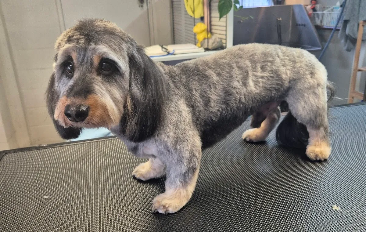 Grey dachshund with a neat haircut on a grooming table at a salon