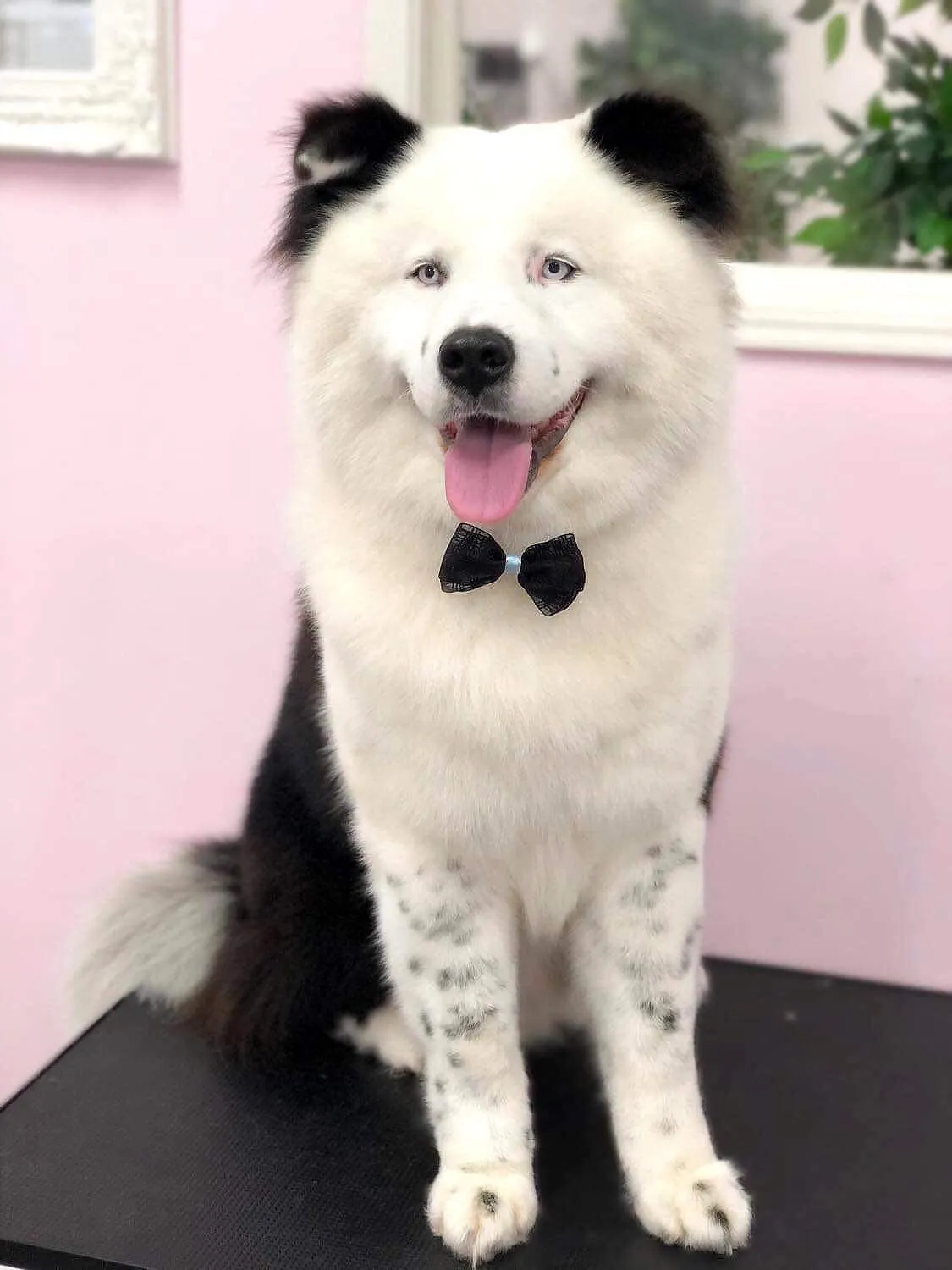 Border collie with a teddy bear cut and bow tie posing at a grooming salon
