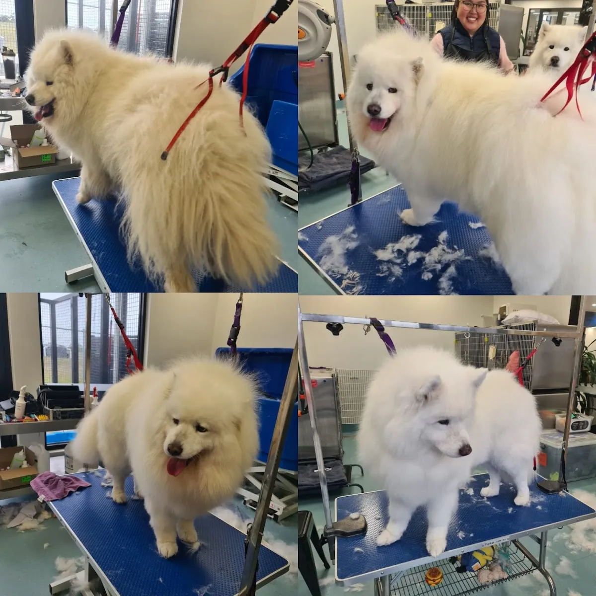 White samoyed being de-shedded on a grooming table with the groomer visible in the background at an Australian salon