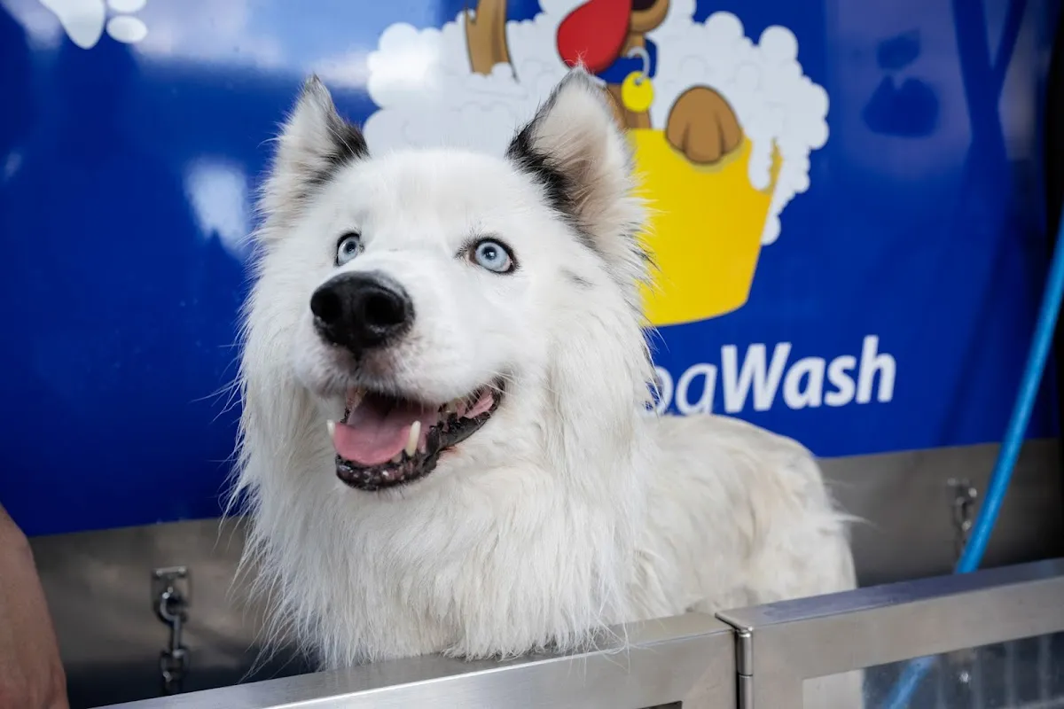 Blue-eyed husky being bathed at a dog wash salon