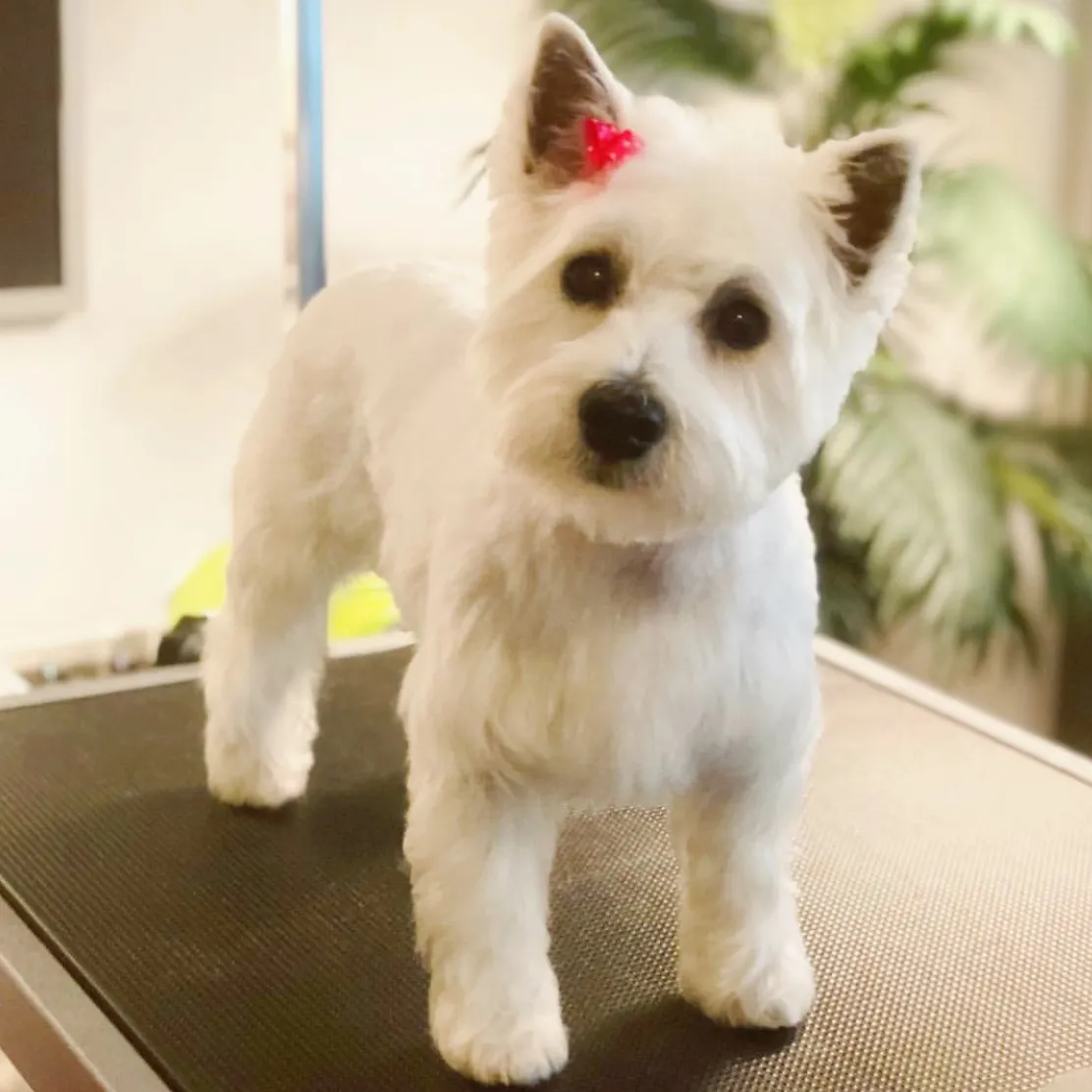 White West Highland White Terrier with teddy bear cut on grooming table