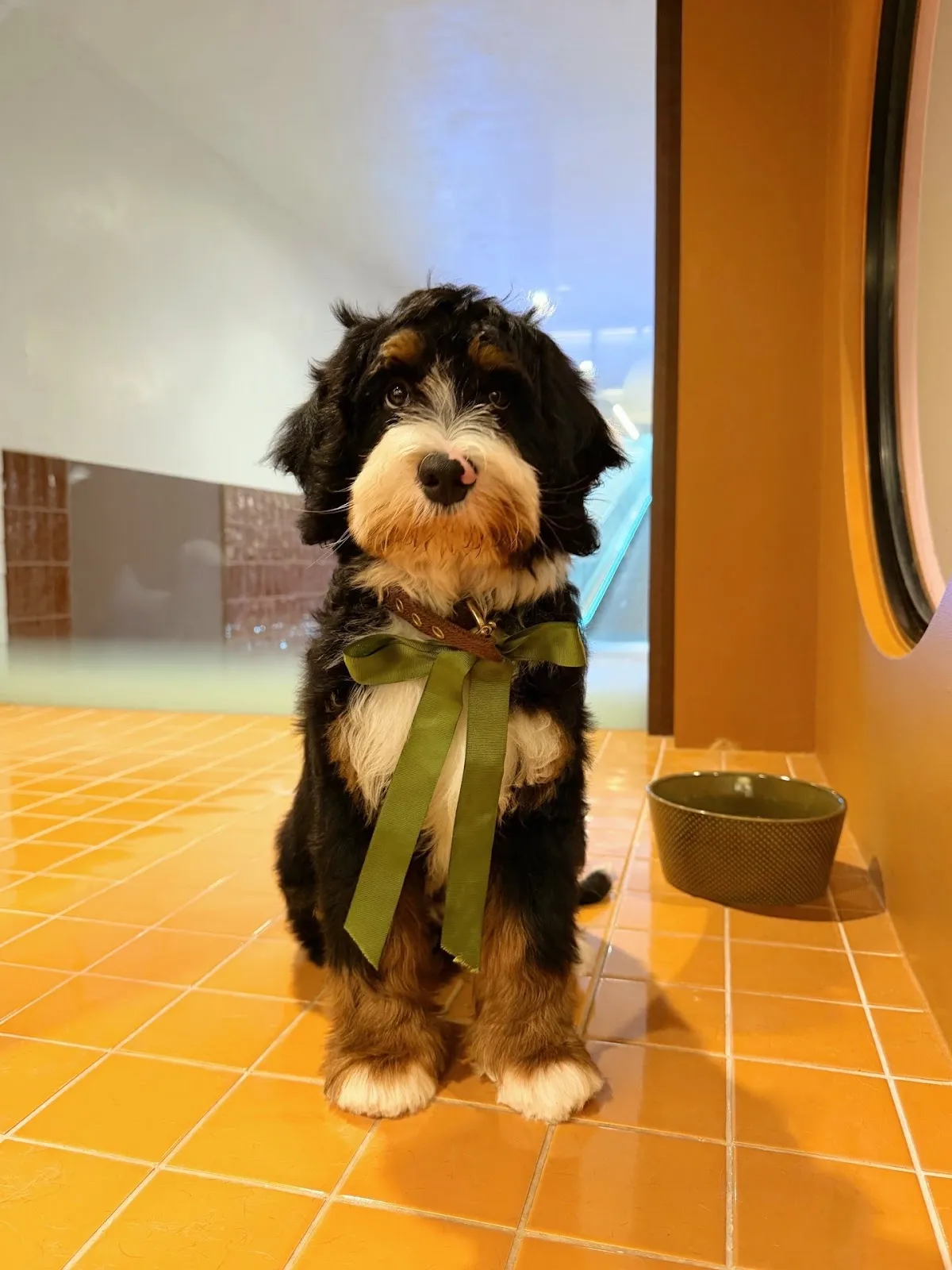 Bernedoodle with a teddy bear cut and a green ribbon bow standing on an orange tiled floor at a grooming salon
