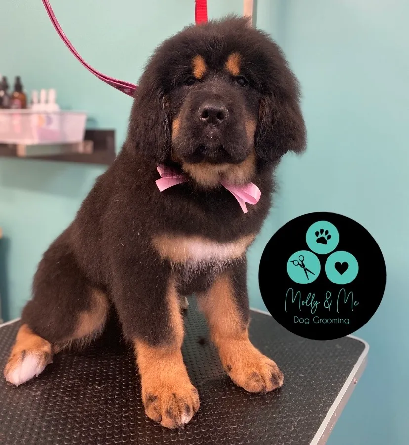 Bernedoodle puppy with a puppy cut on a grooming table at a salon