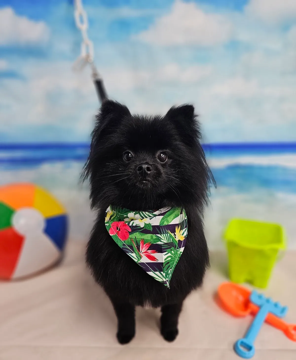 Black Pomeranian with a teddy bear cut wearing a tropical bandana on a beach backdrop
