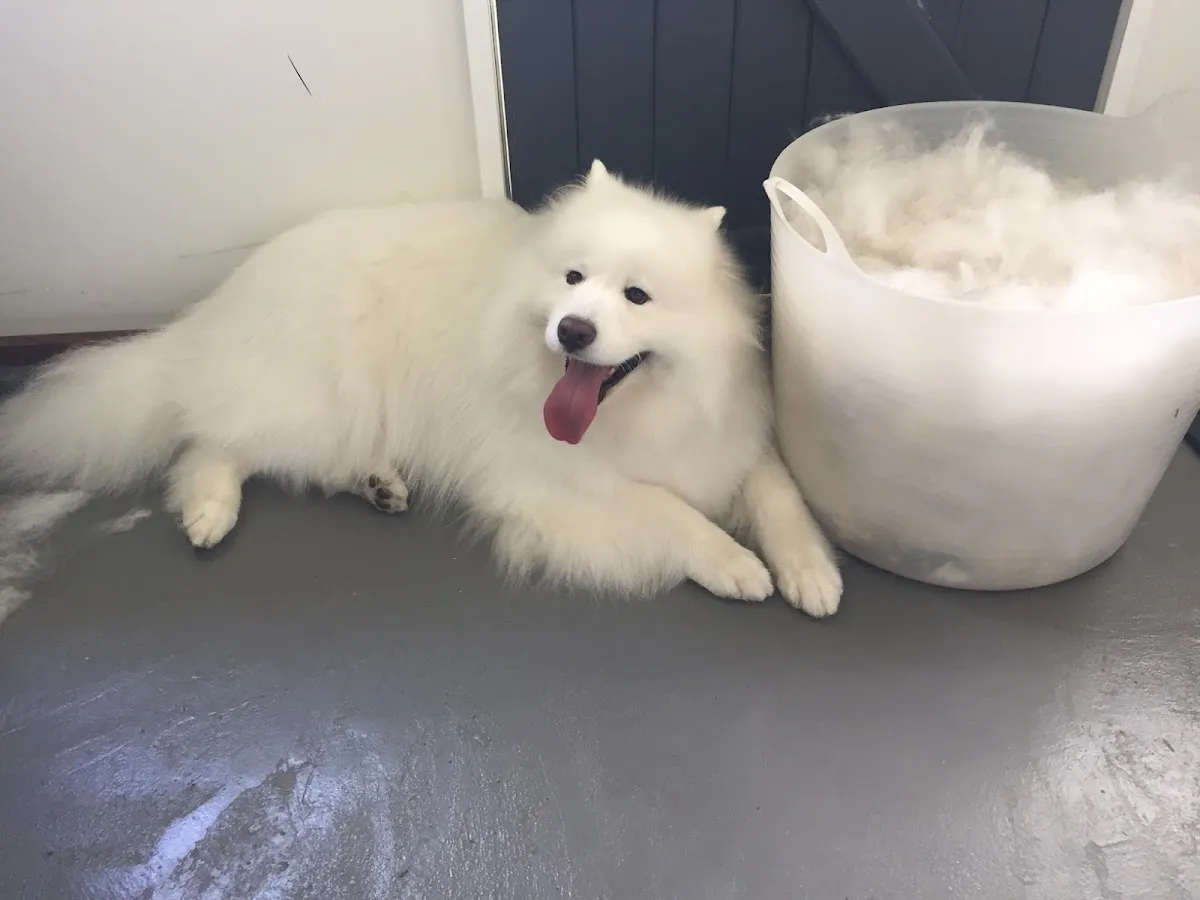 Fluffy samoyed lying beside a large container of shed fur after a de-shedding groom