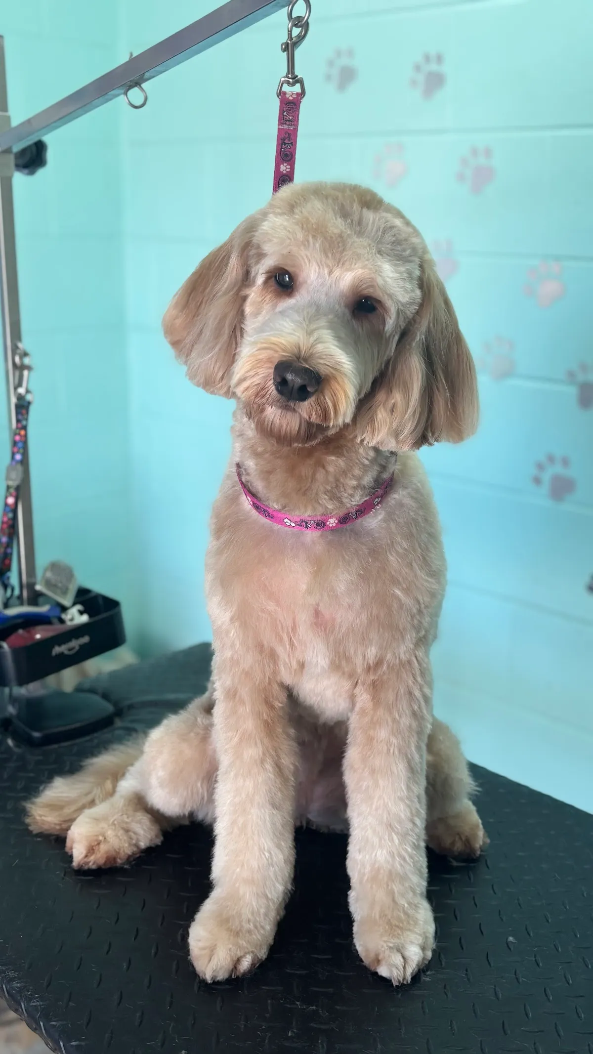 Goldendoodle with a full groom on the salon table
