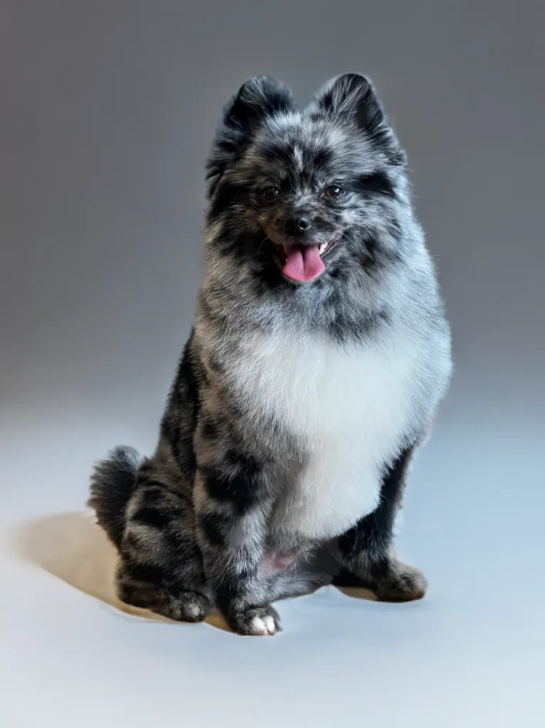 Black Pomeranian with a teddy bear cut posing on a grey background