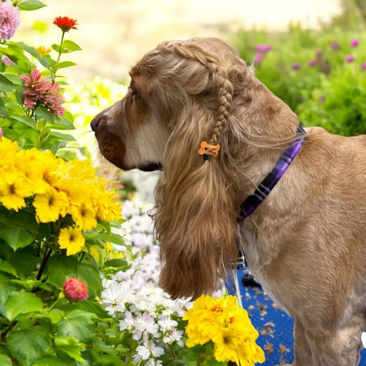 Cocker spaniel with braided hair and a decorative clip outdoors