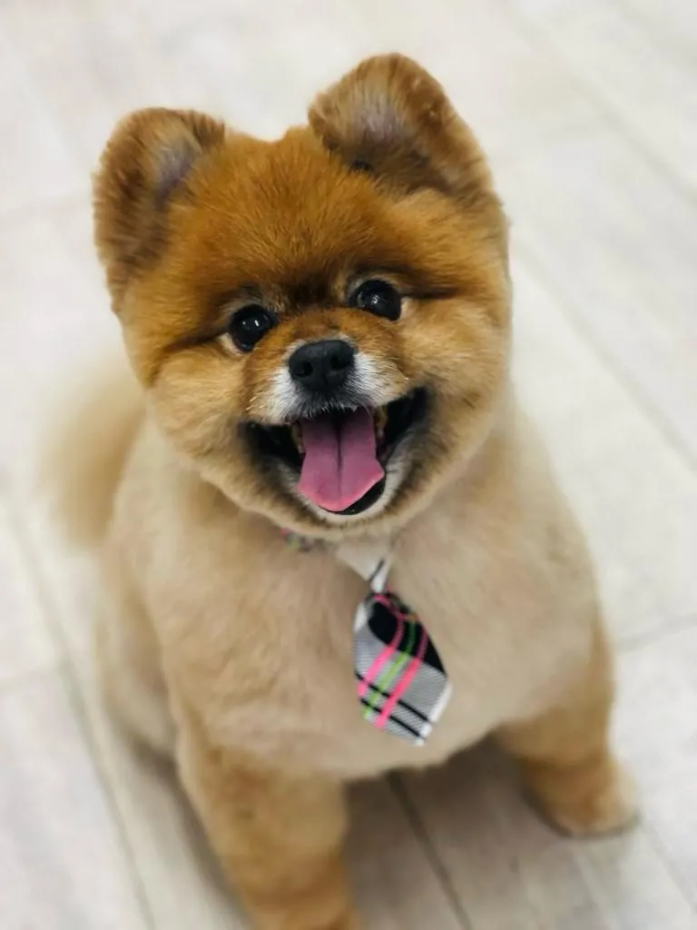 Adorable Pomeranian with a teddy bear cut, wearing a stylish tie