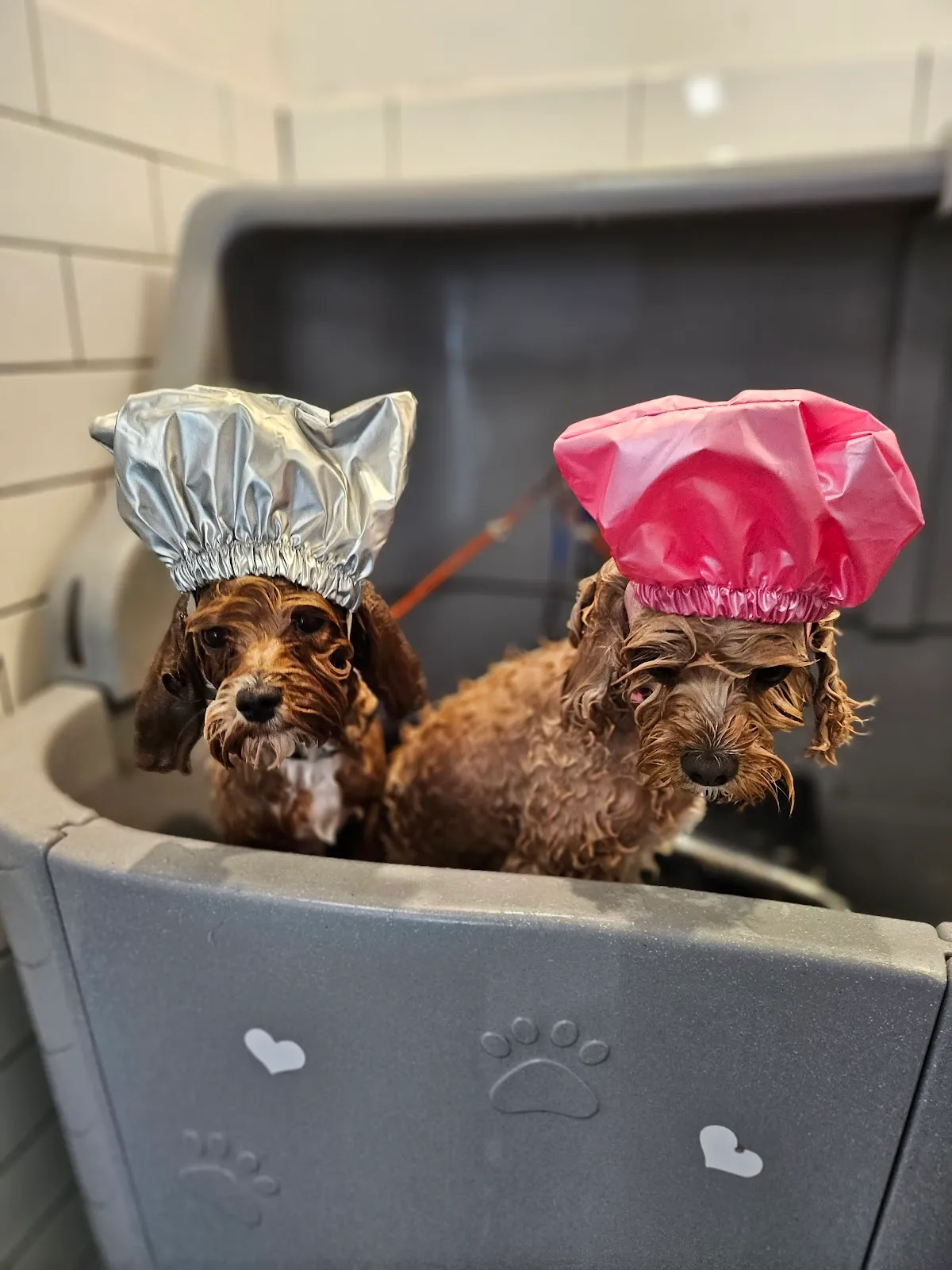 Two Cavalier and Cavoodle dogs wearing shower caps in a grooming tub