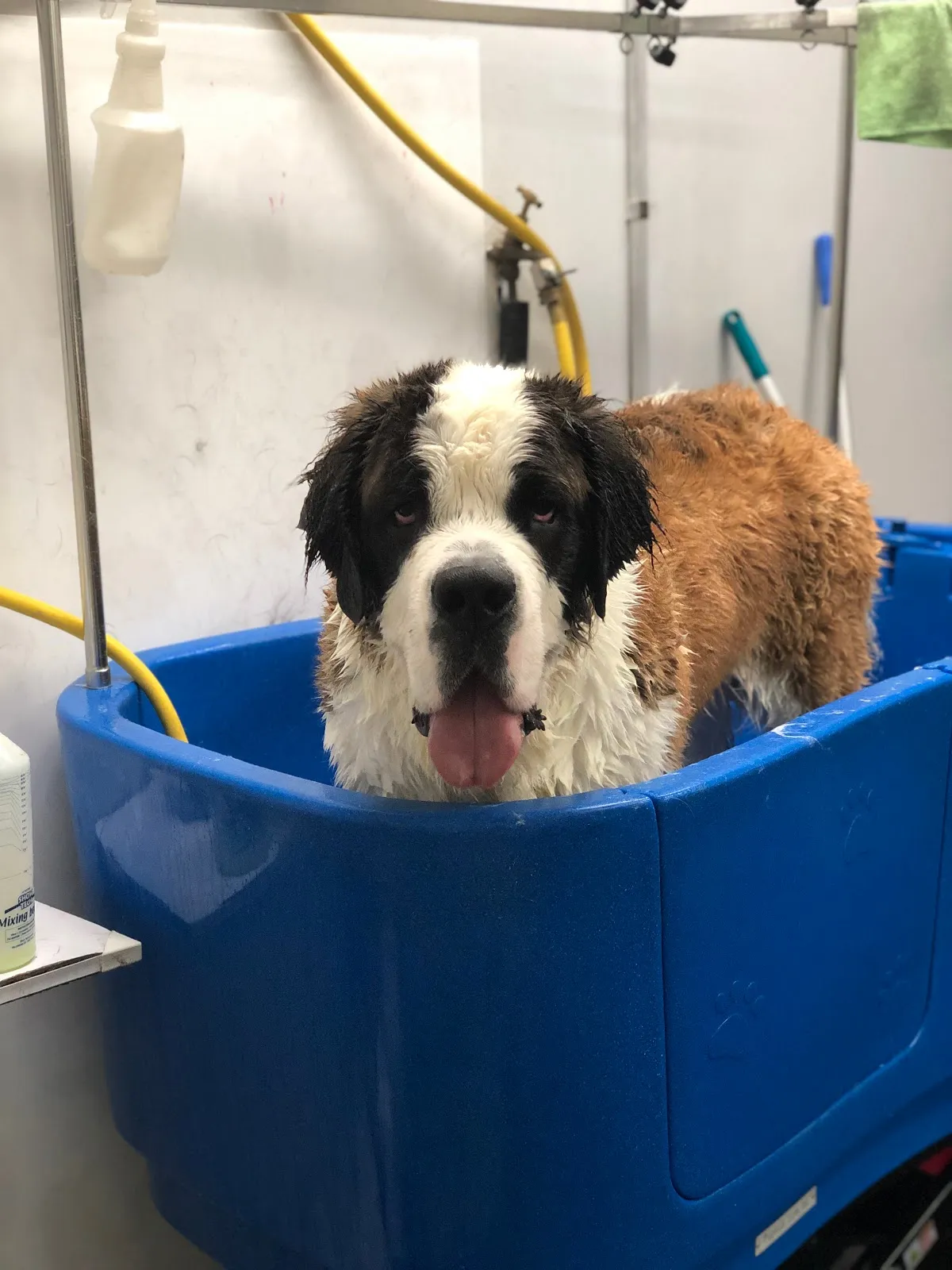 Large bernedoodle in a blue grooming tub during a bath and dry at a salon
