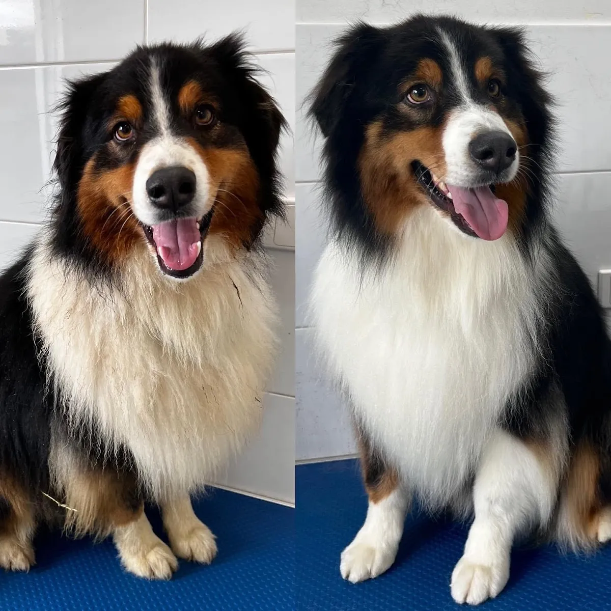 Border collie before and after a de-shedding treatment