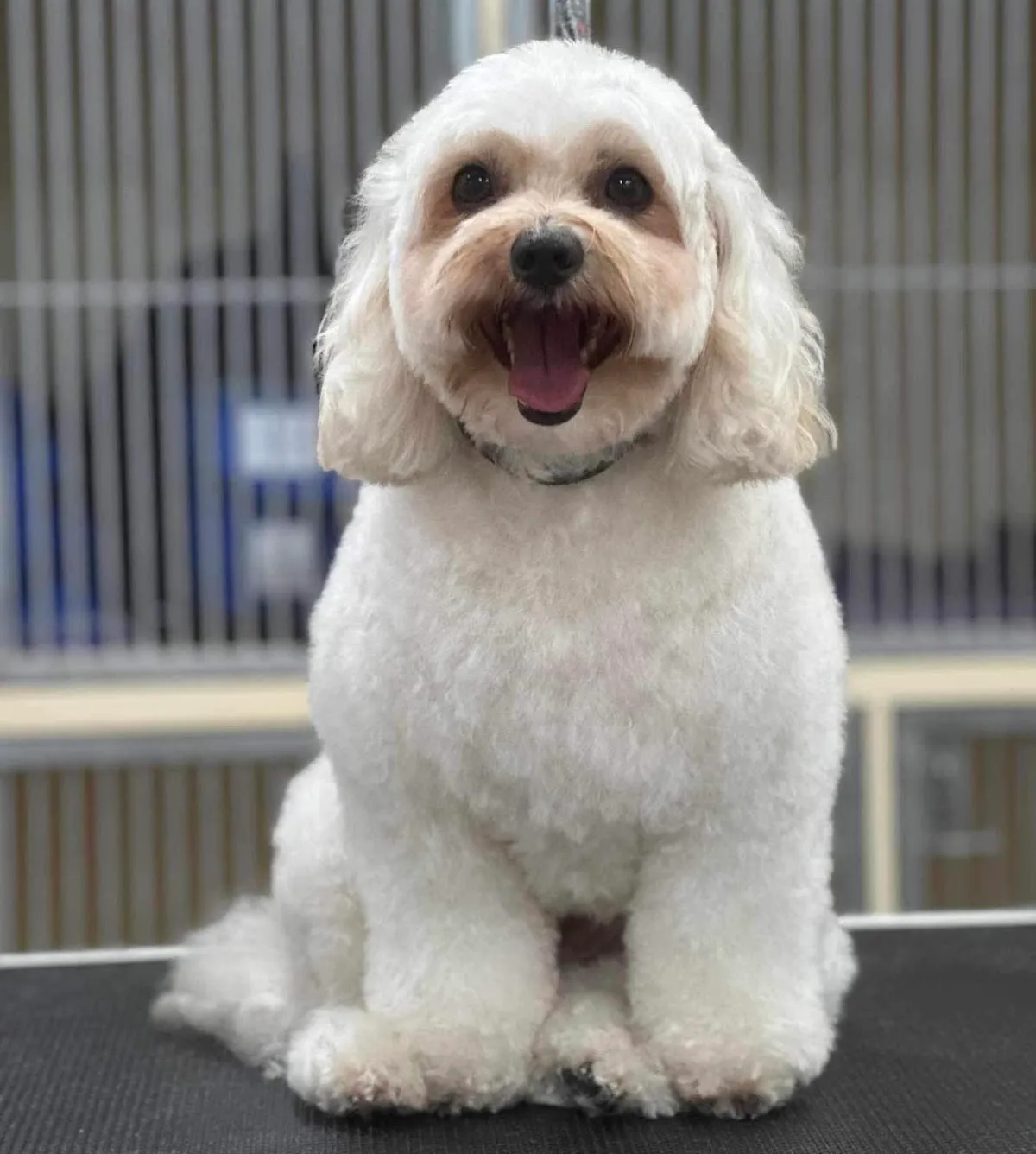 White Maltipoo with teddy bear cut sitting on grooming table