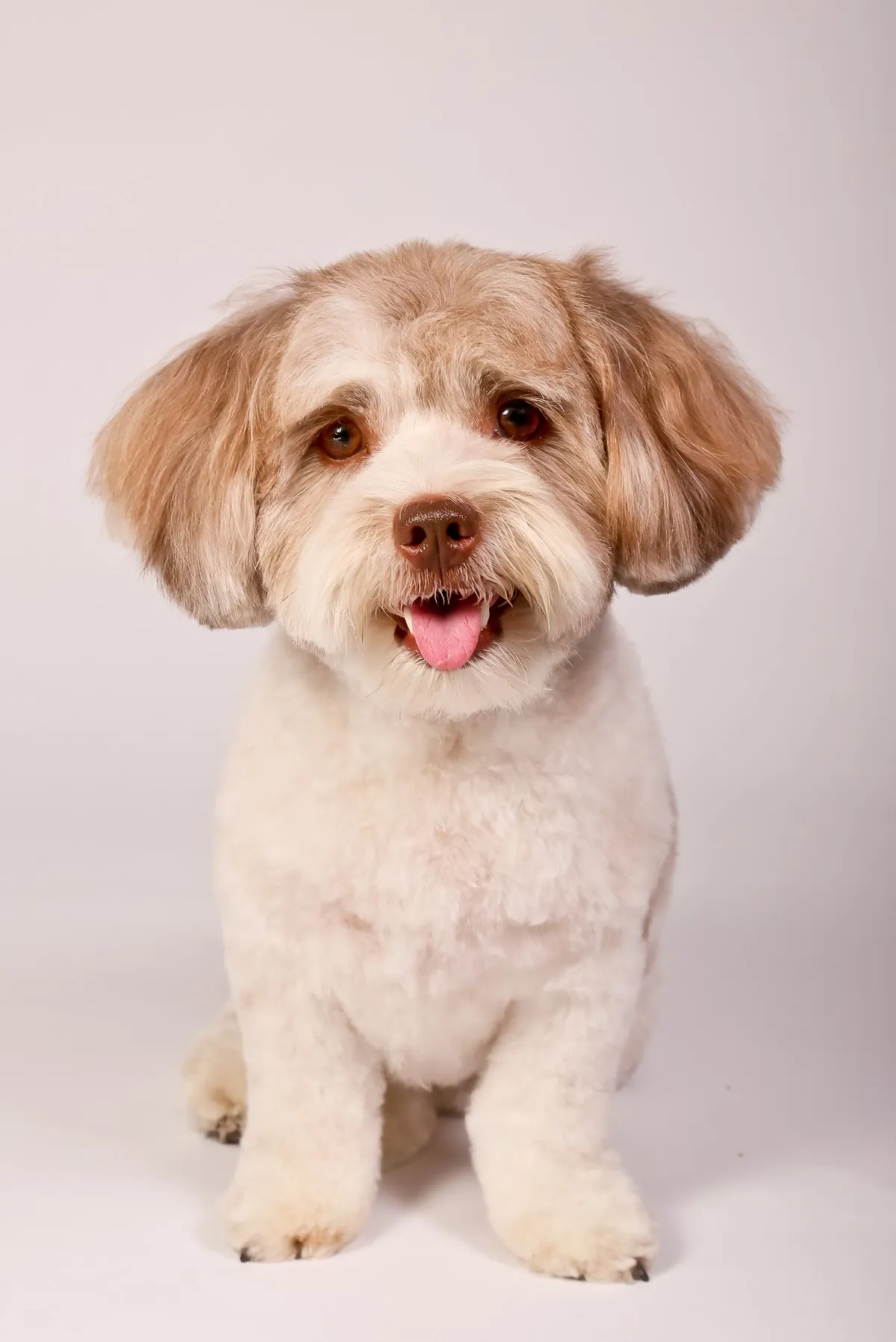 Cute Shih Tzu with a teddy bear cut posing for a portrait