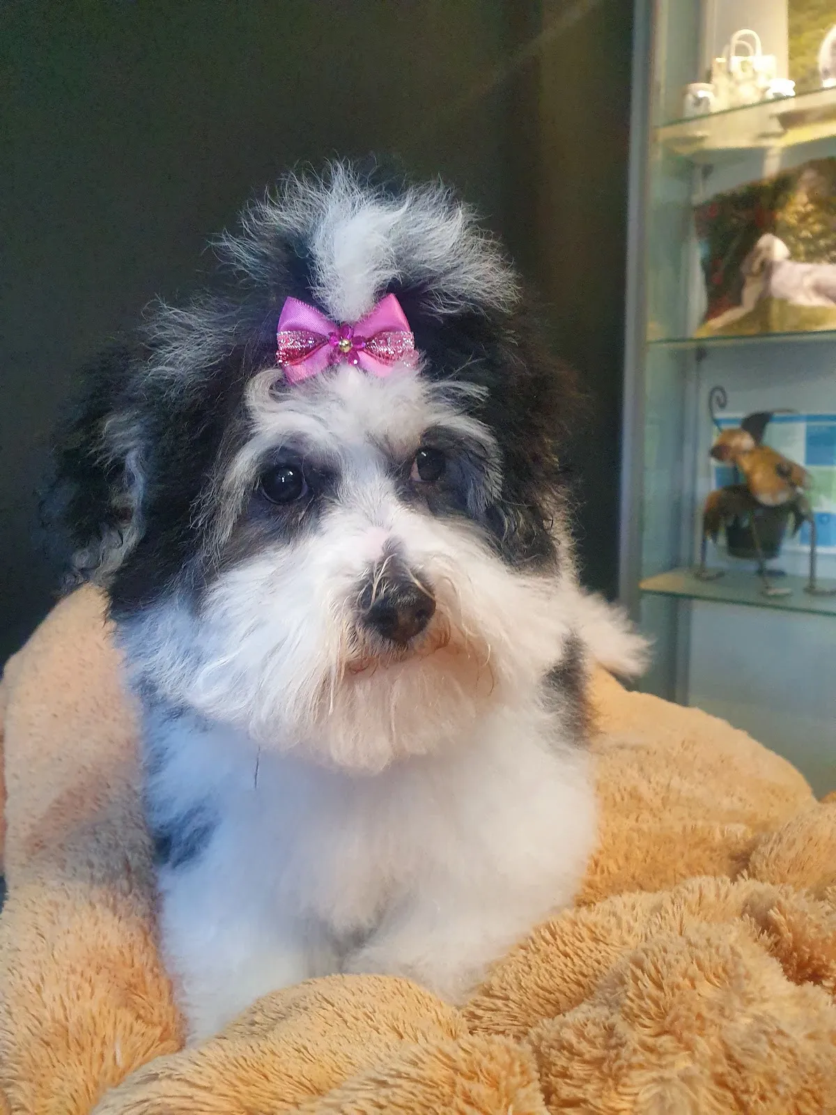 Cute maltipoo with teddy bear cut sitting on a plush blanket