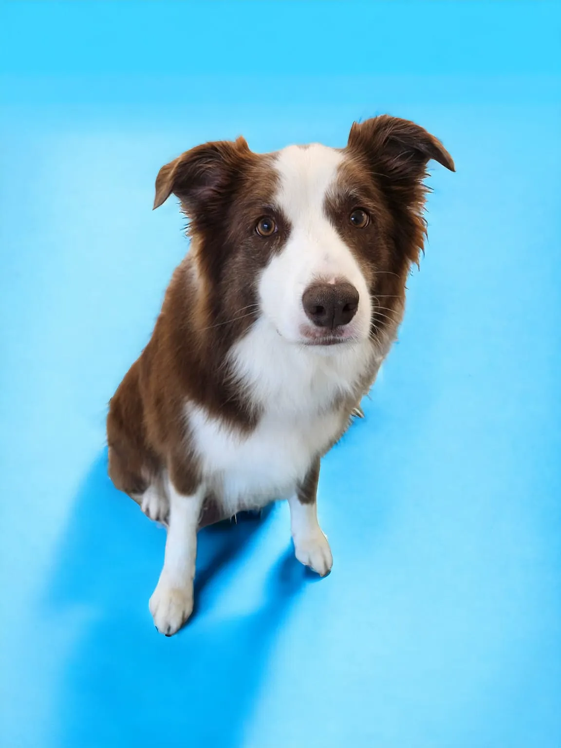 Border collie portrait with a direct gaze against a blue background at a grooming salon