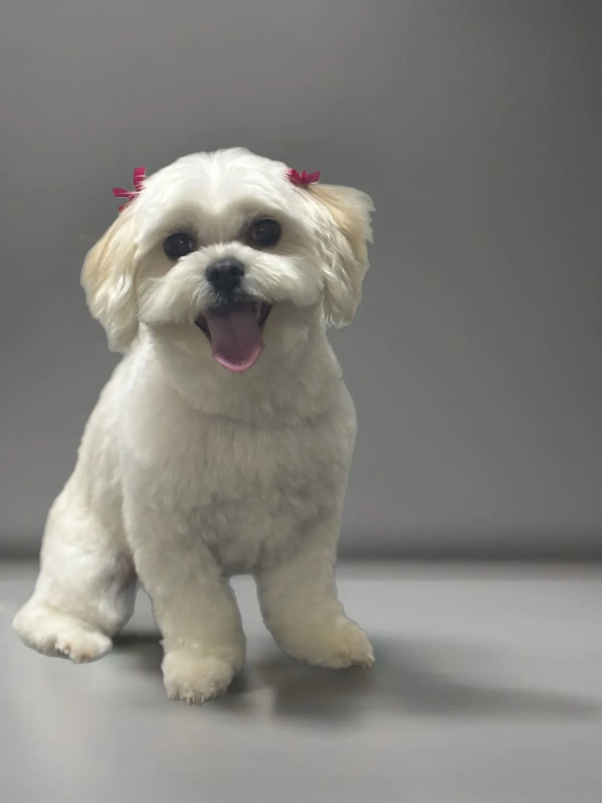 White Maltese with teddy bear cut, smiling at camera