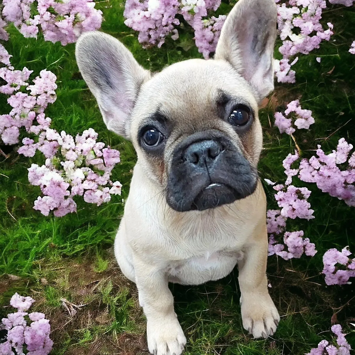 French bulldog looking directly at the camera after a grooming appointment