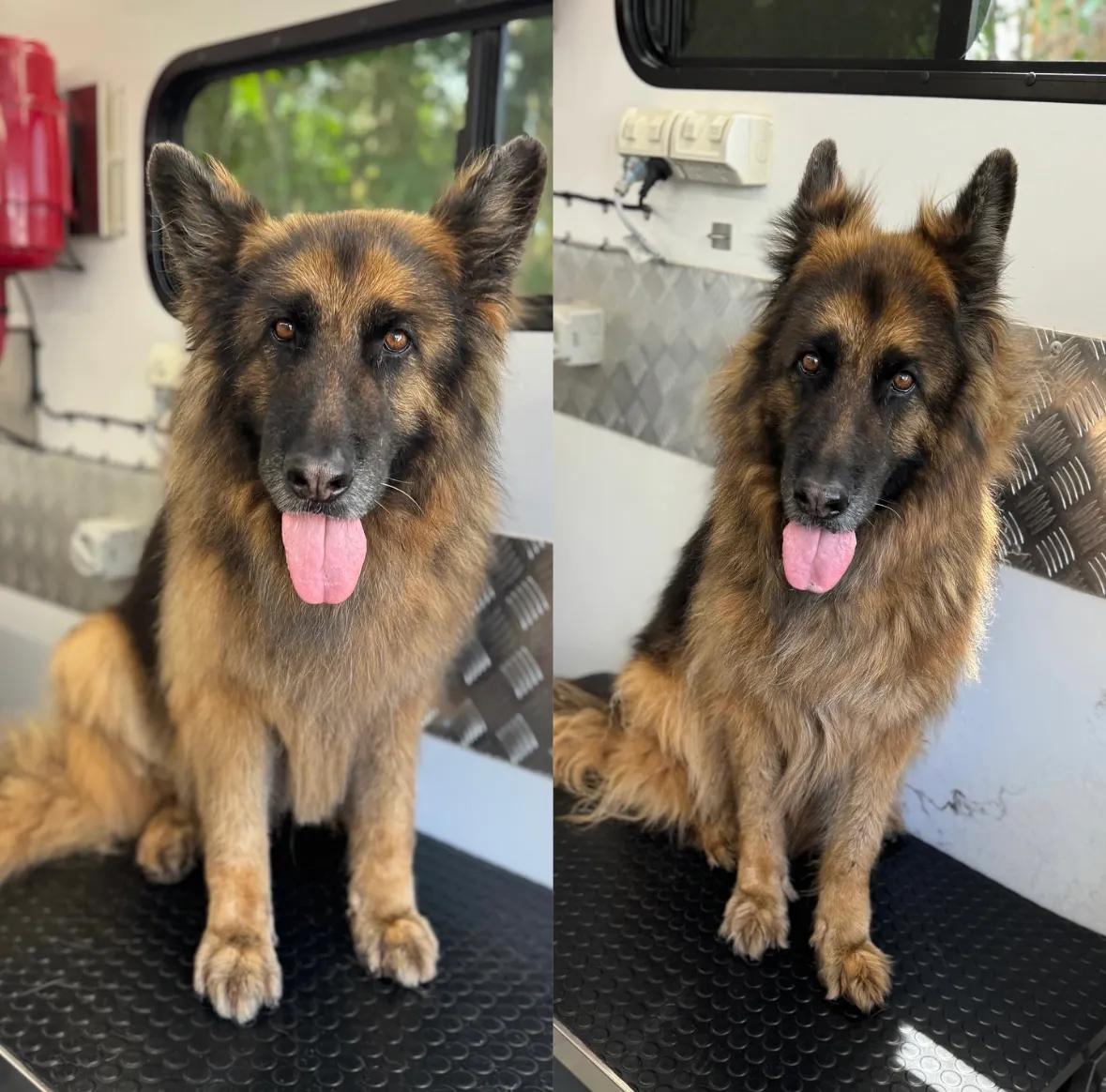 German Shepherd dog portrait on a grooming table, likely undergoing a de-shedding treatment