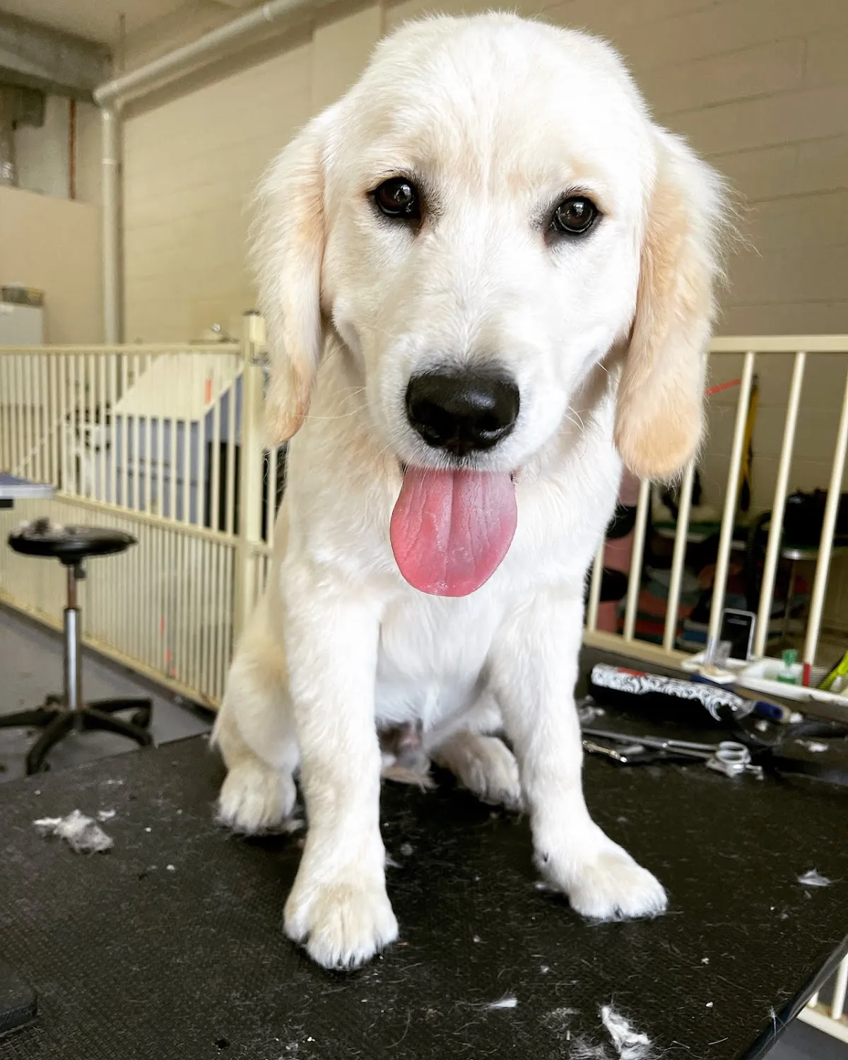 Golden Retriever puppy on grooming table, likely undergoing de-shedding treatment at a salon