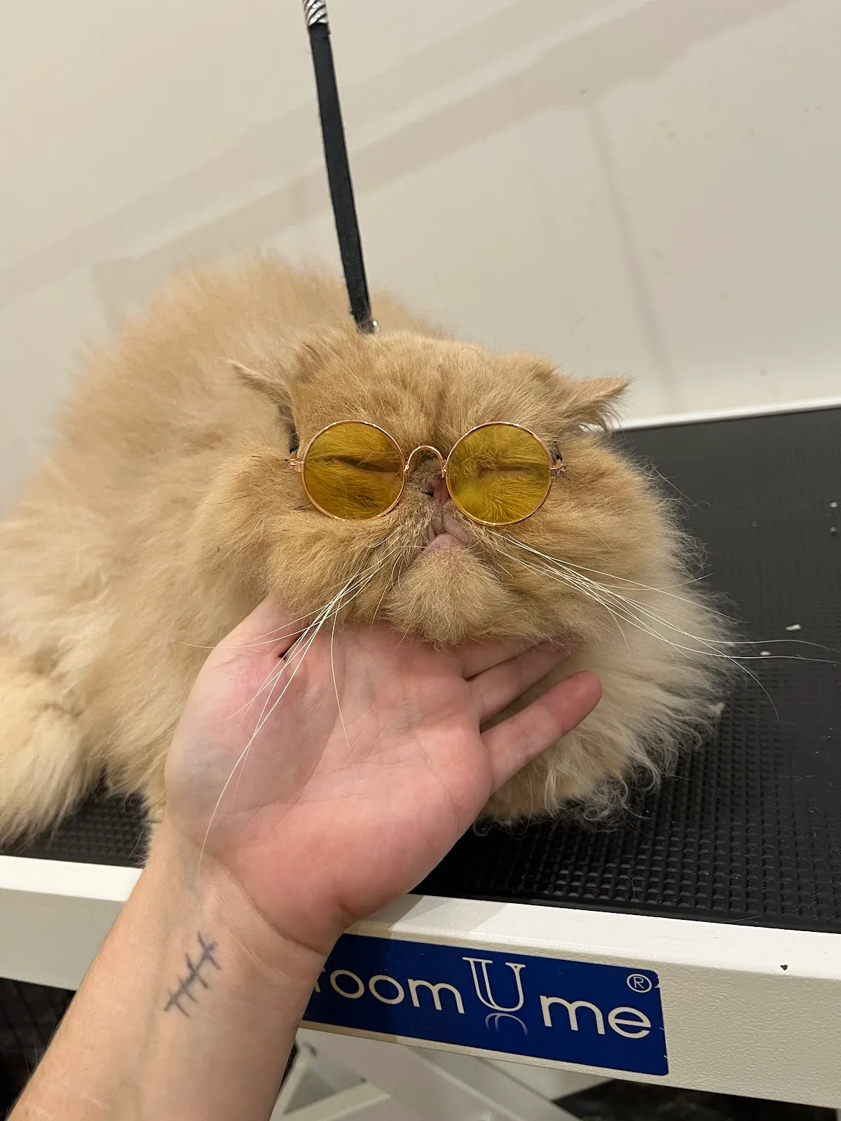 Orange cat having its nails trimmed at a grooming salon
