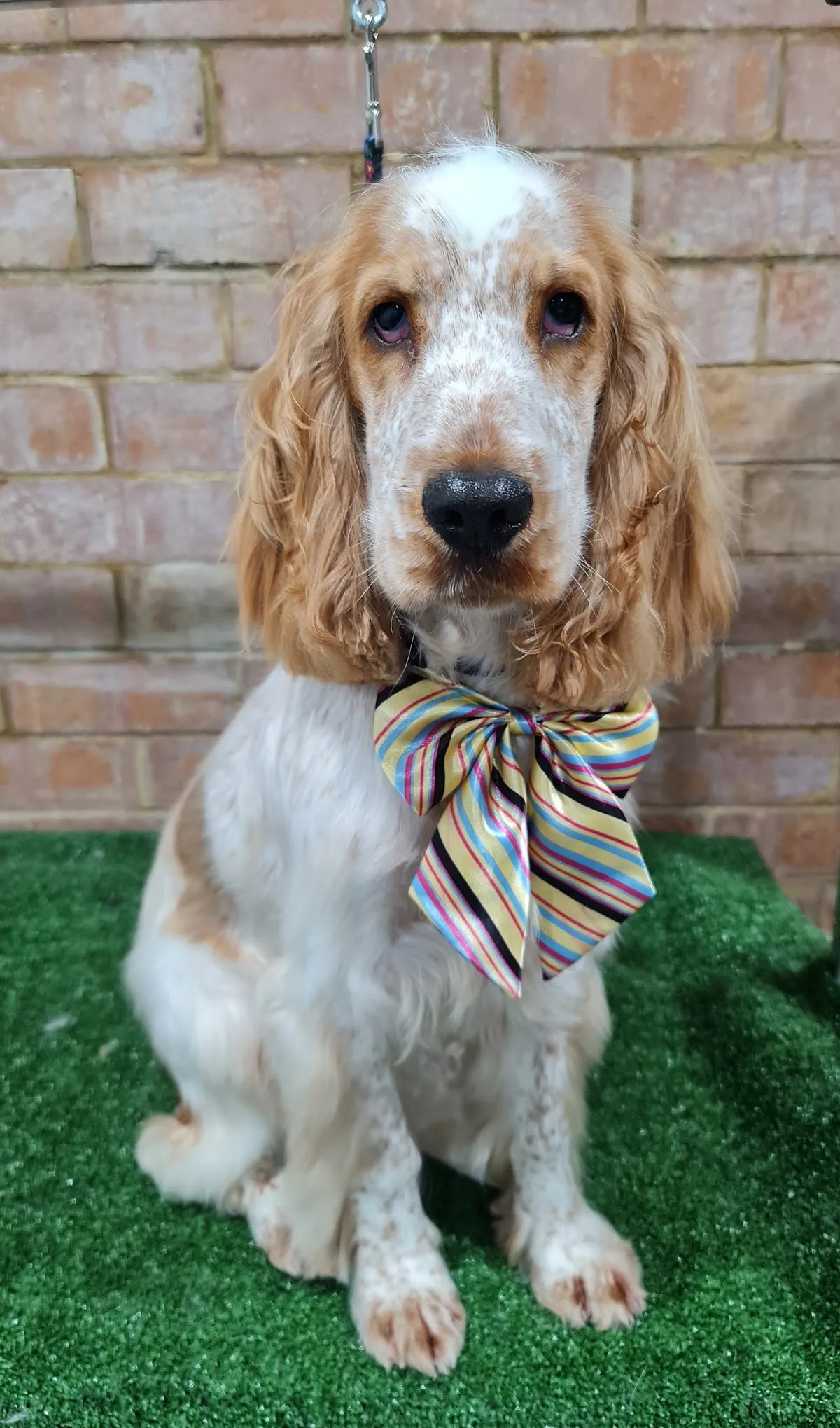 Cocker spaniel with a teddy bear cut and ribbon bow