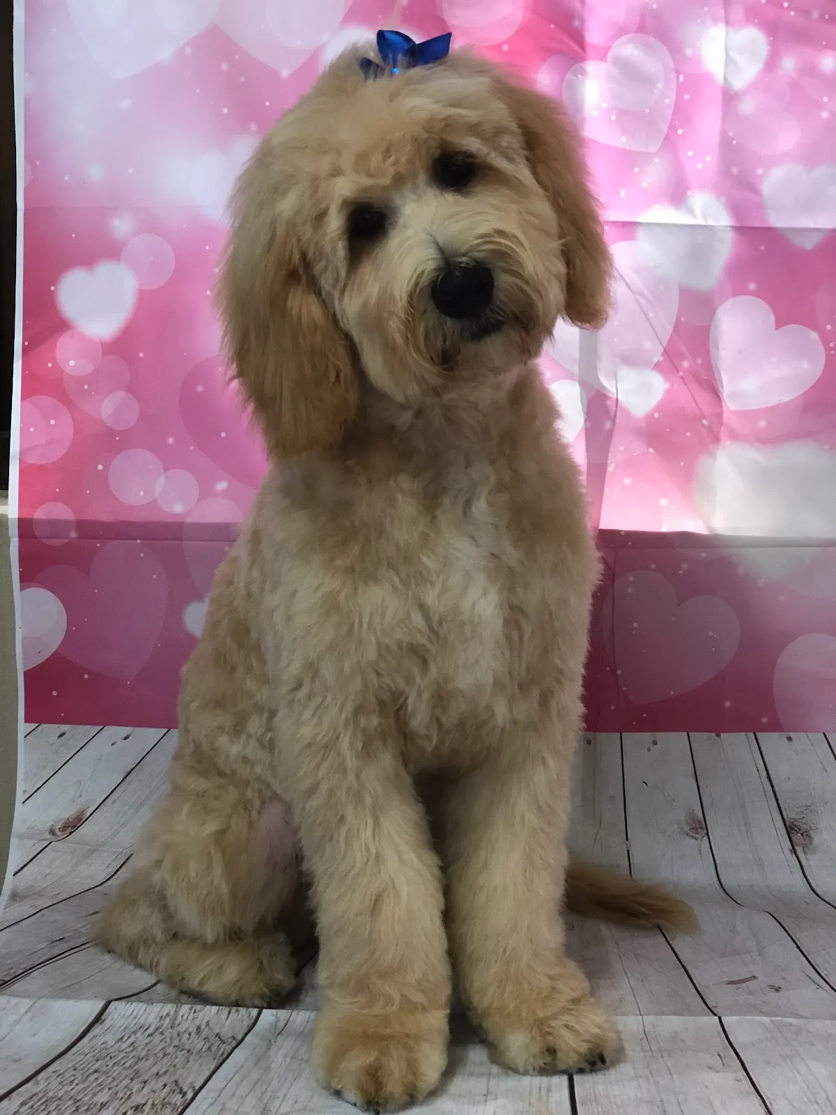 Golden Groodle with a teddy bear cut posing at a grooming salon