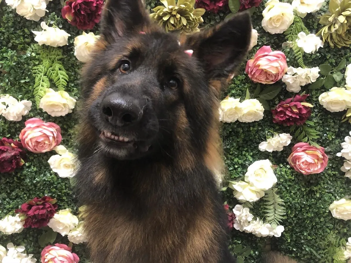 German Shepherd dog portrait with a friendly smile against a floral backdrop at a grooming salon