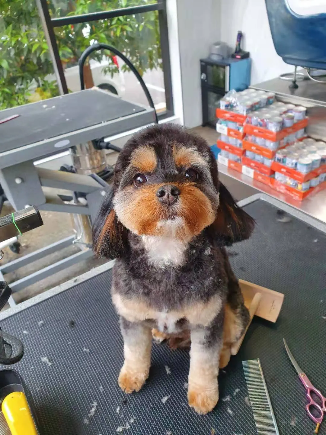 Shih tzu with a scissored finish on a grooming table at a salon