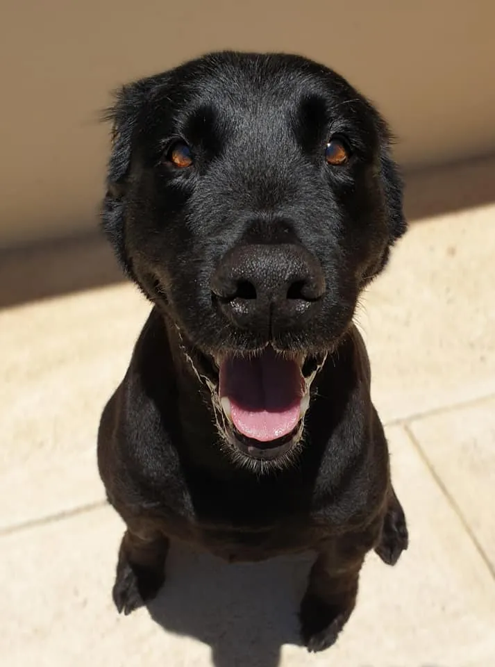 Black labrador looking at the camera on a grooming table at an Australian salon