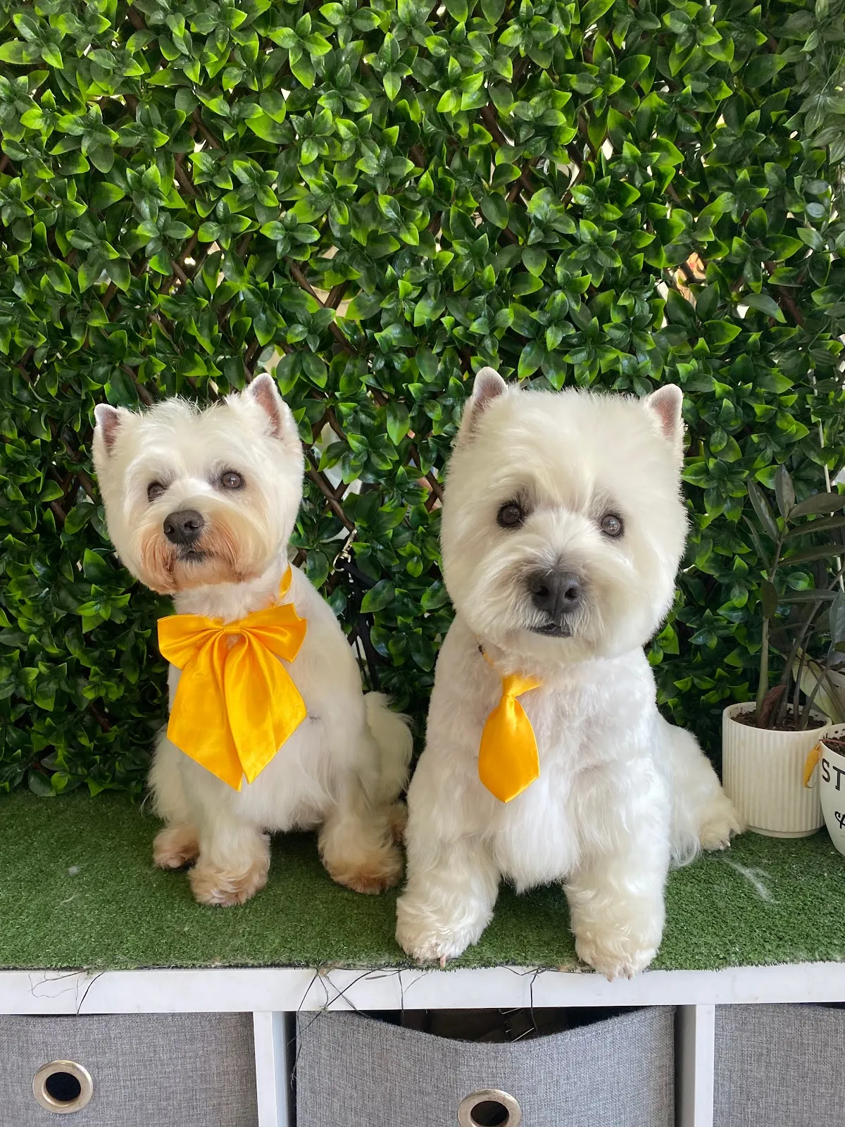 Two West Highland White Terriers with yellow ribbons on a grooming table
