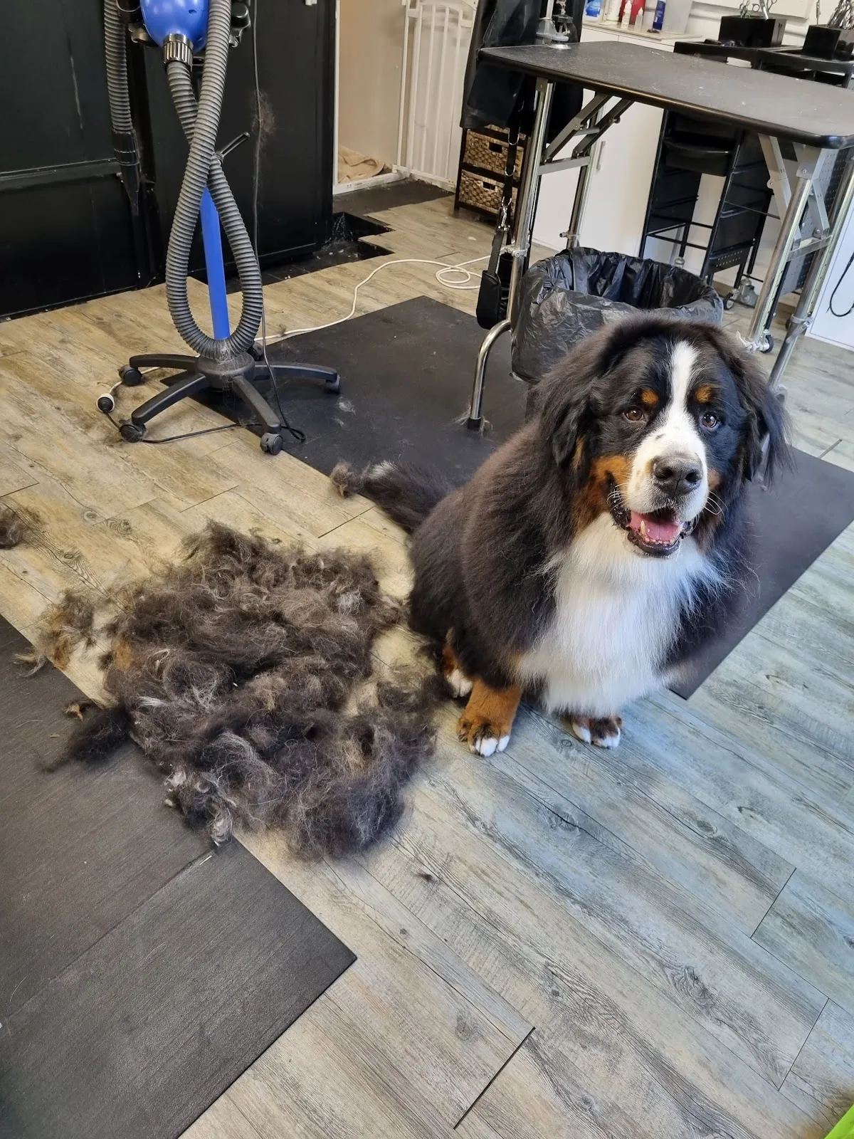 Bernedoodle lying on the salon floor beside a pile of shed fur after a de-shedding groom