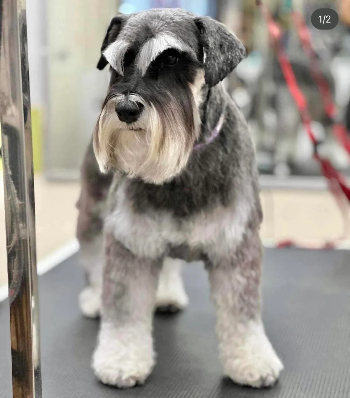 Salt and pepper schnauzer standing on grooming table, showcasing breed's distinctive facial hair