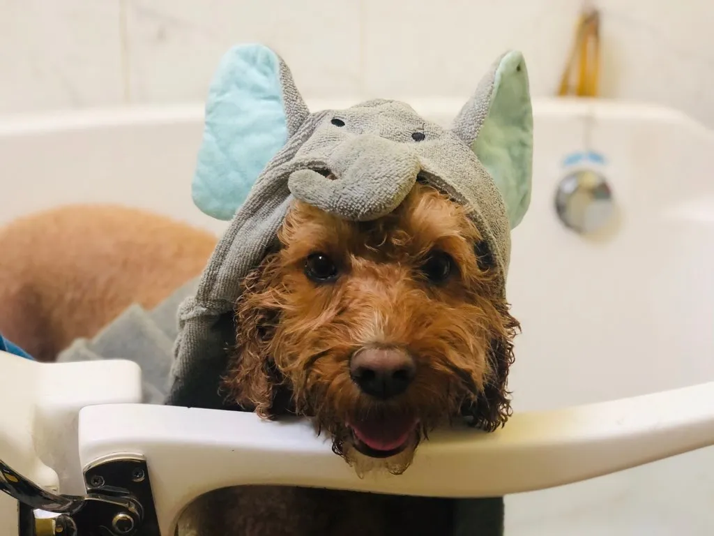 Red goldendoodle in a grooming tub with a blue towel hat during a bath and dry