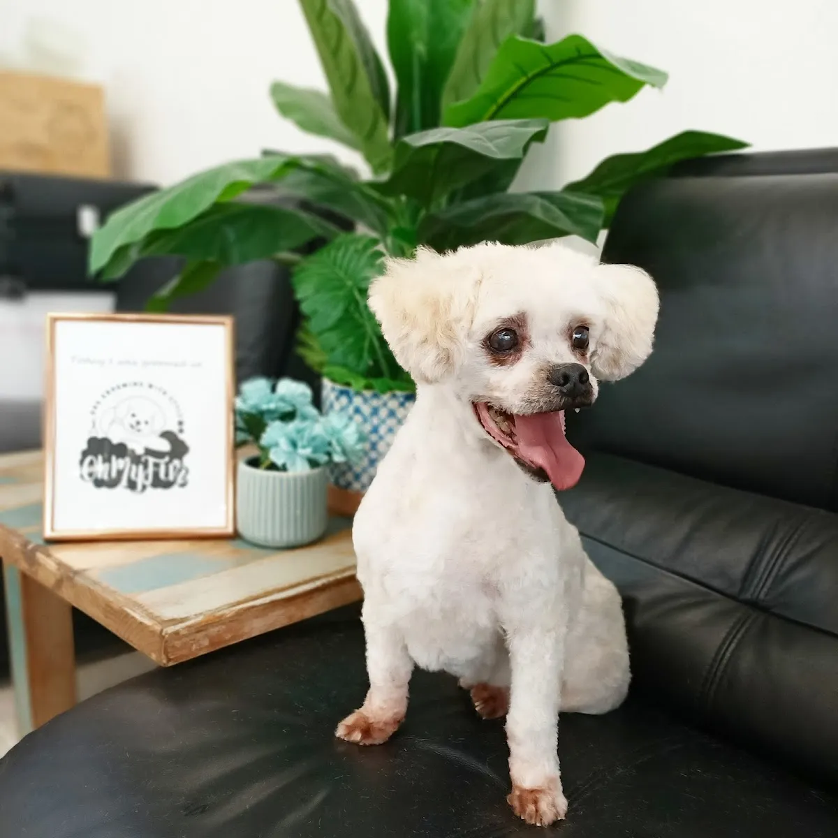 White maltipoo with teddy bear cut sitting on a couch in a salon