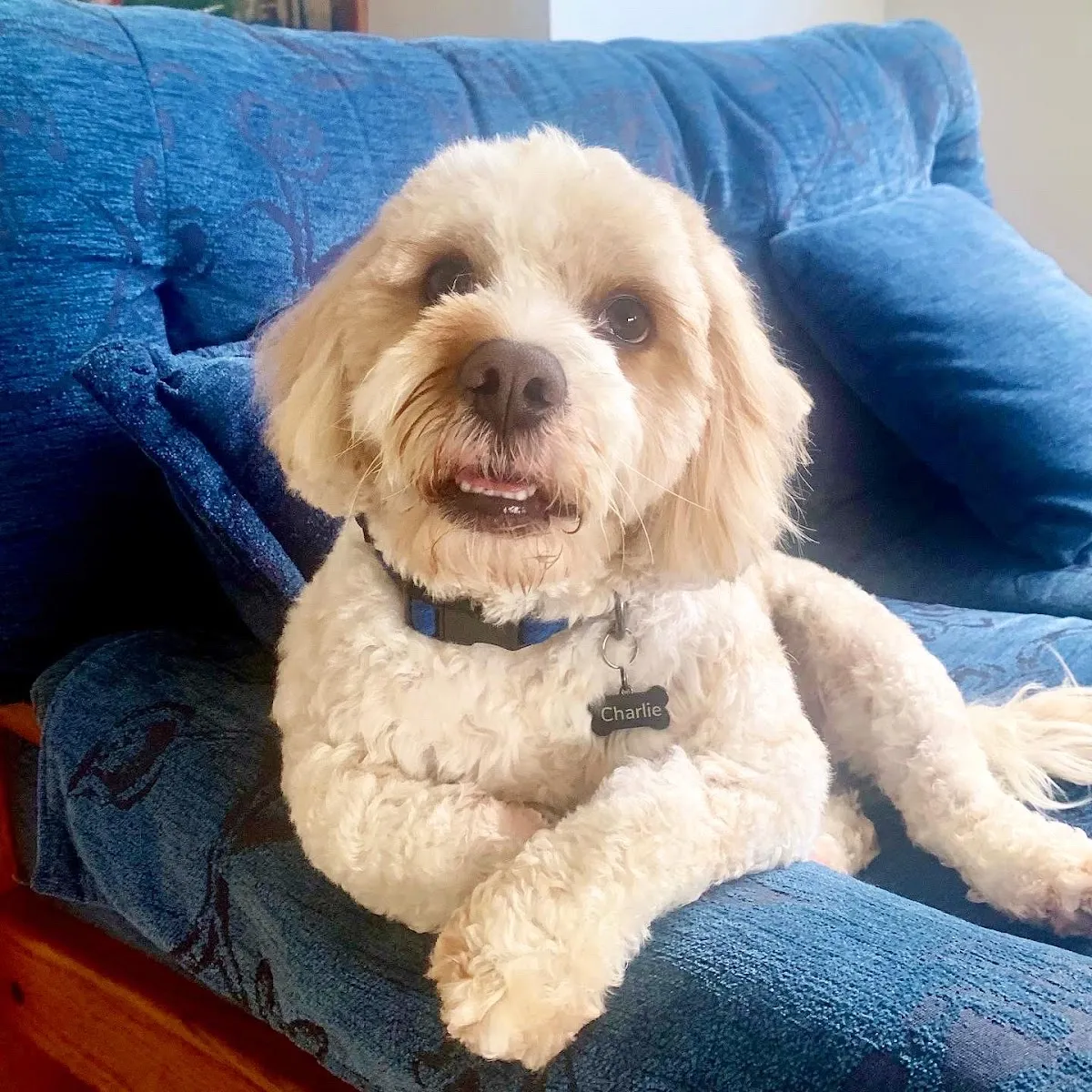 Smiling cavoodle relaxing on a couch after grooming