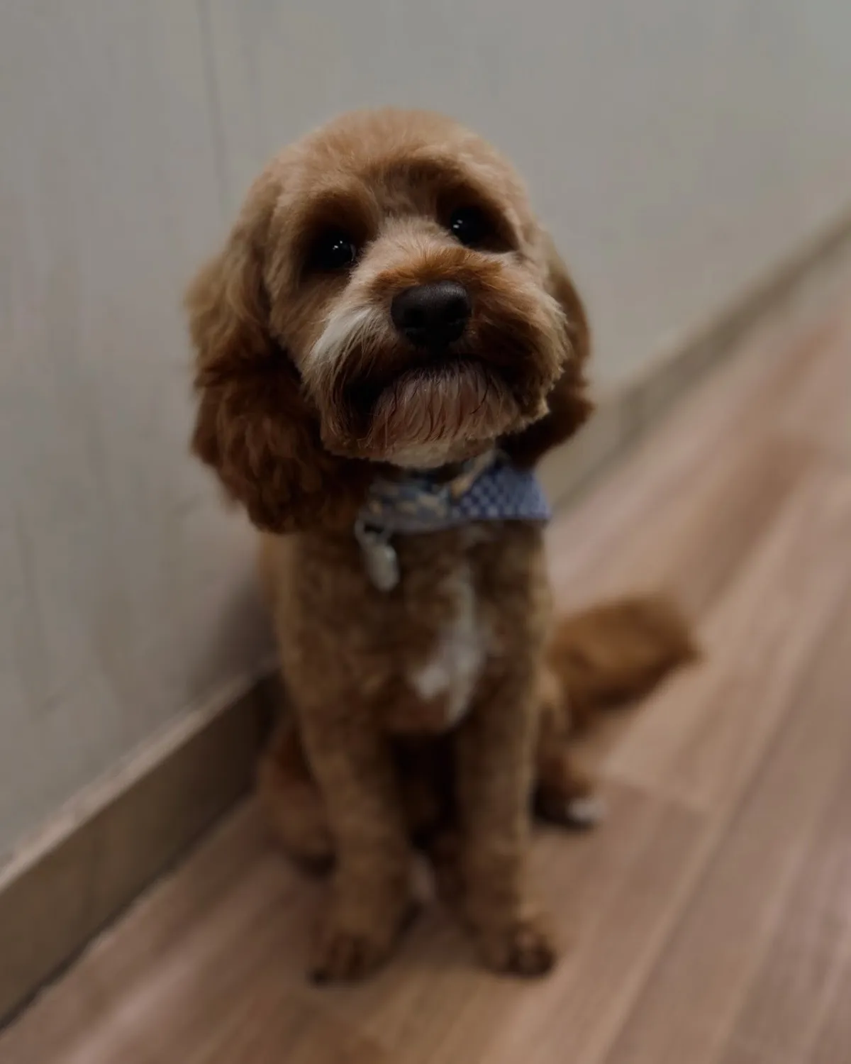 Cavoodle with a teddy bear cut looking up at the camera after grooming