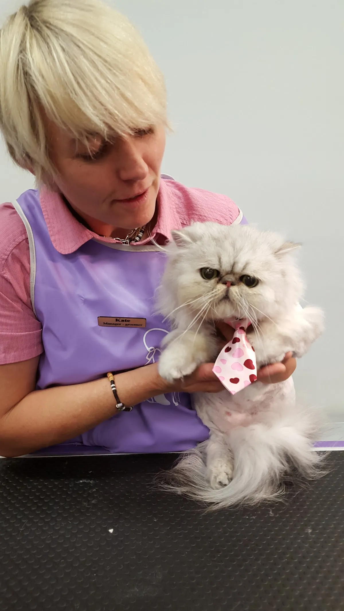 Groomer holding a fluffy white cat at a cat-only grooming salon