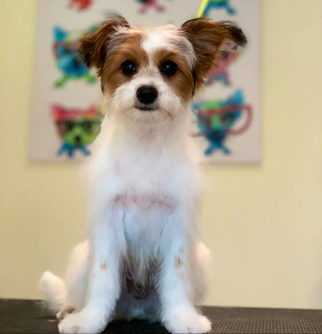Westie with a scissored grooming finish sitting on a grooming table