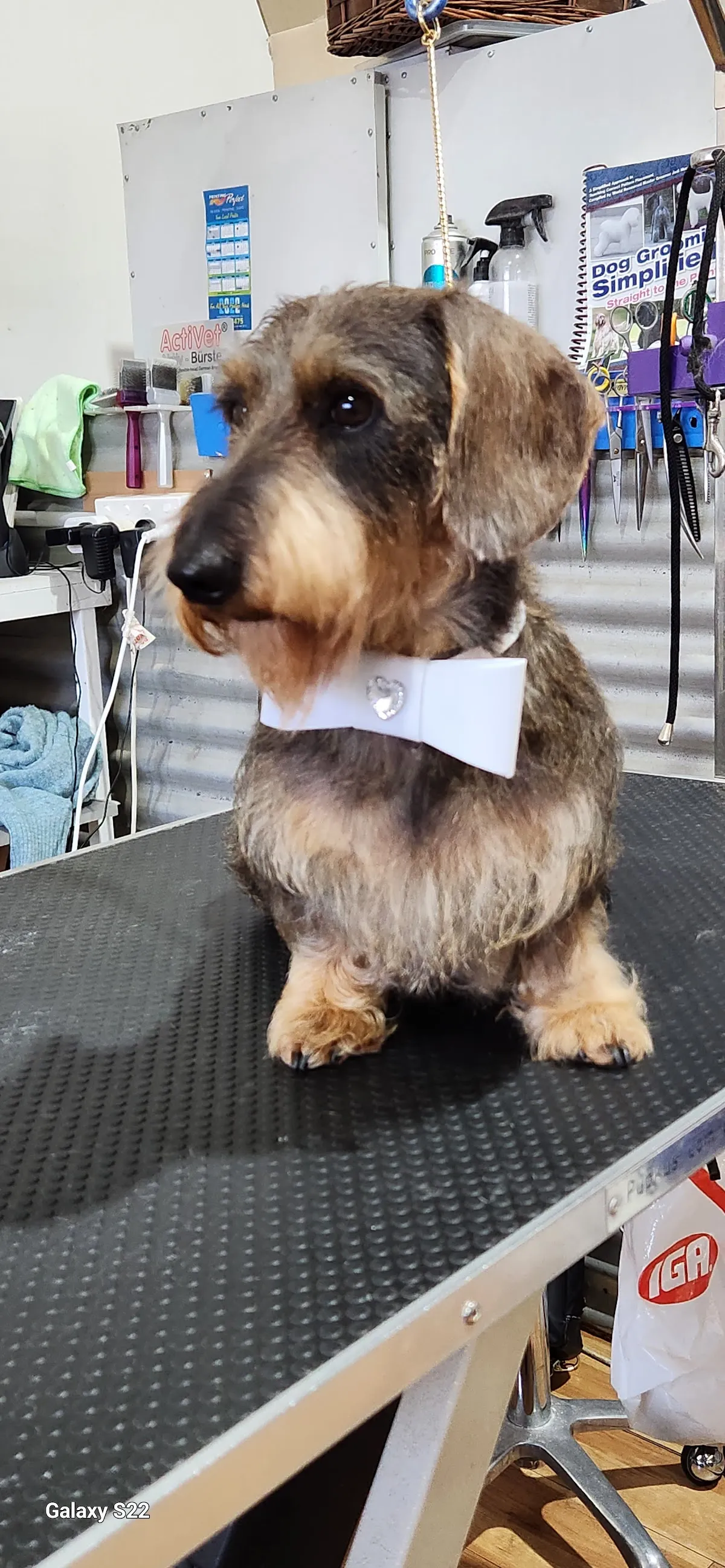 Dachshund on a grooming table being groomed at a salon with tools visible in the background