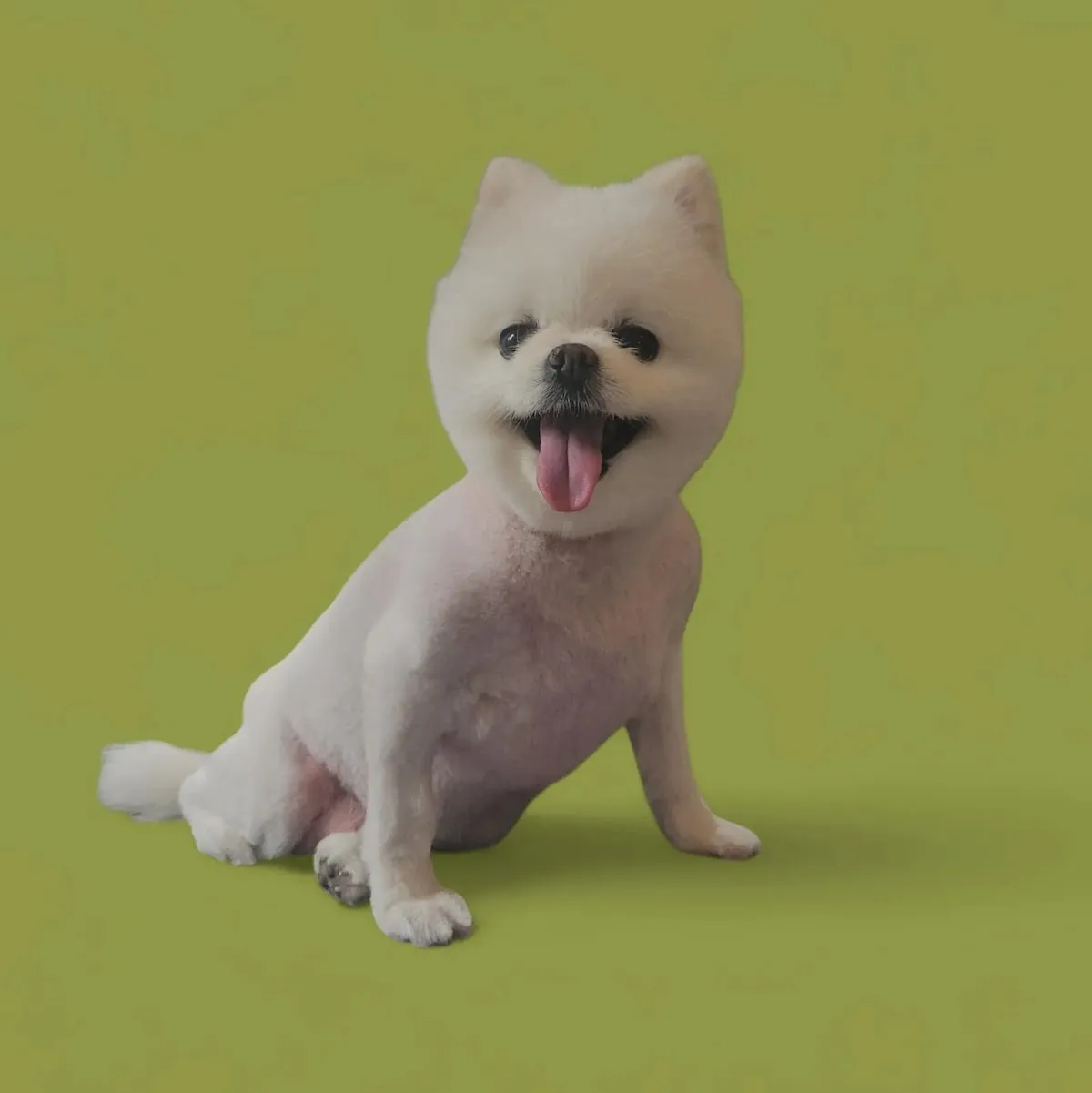 White Pomeranian with a teddy bear cut on a green background